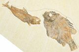 Plate of Two Fossil Fish (Priscacara & Knightia) - Wyoming #357642-1